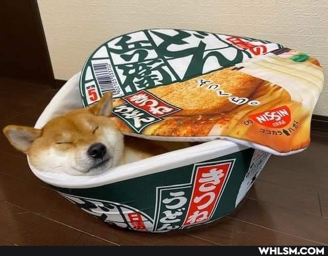 dog, shiba_inu, doggo
