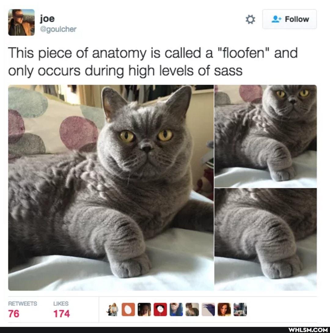joe tx 2& Follow
This piece of anatomy is called a "floofen" and only occurs during high levels of sass
OOOERS VBS
