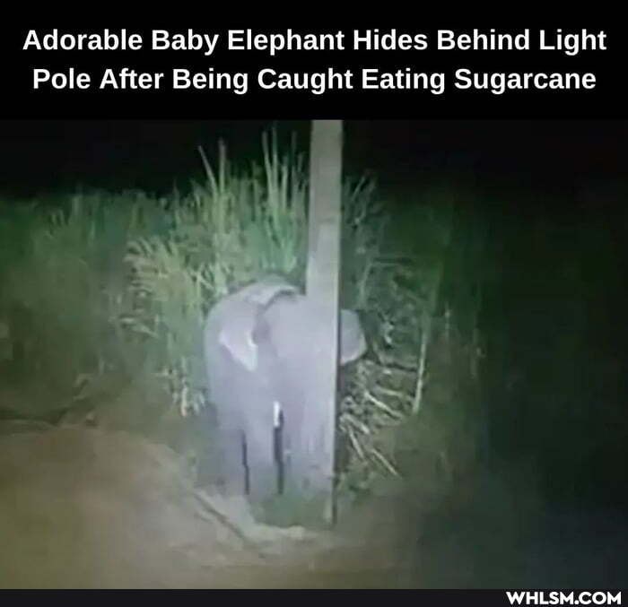 Adorable Baby Elephant Hides Behind Light
Pole After Being Caught Eating Sugarcane