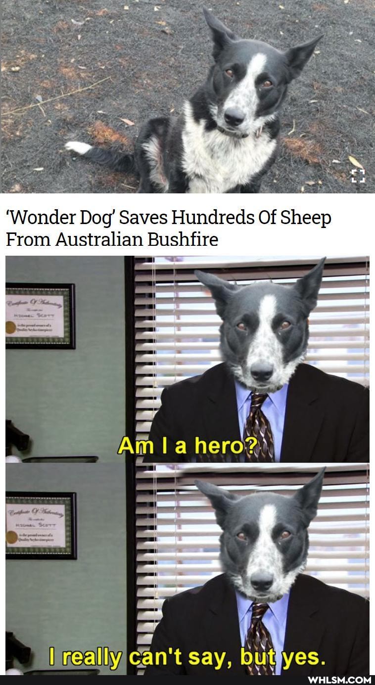 'Wonder Dog' Saves Hundreds Of Sheep
From Australian Bushfire
Am
a hero?
can't sav. buteves.
