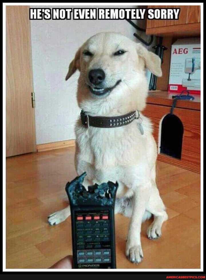 RE'S NOT EVEN REMOTELY SORRY