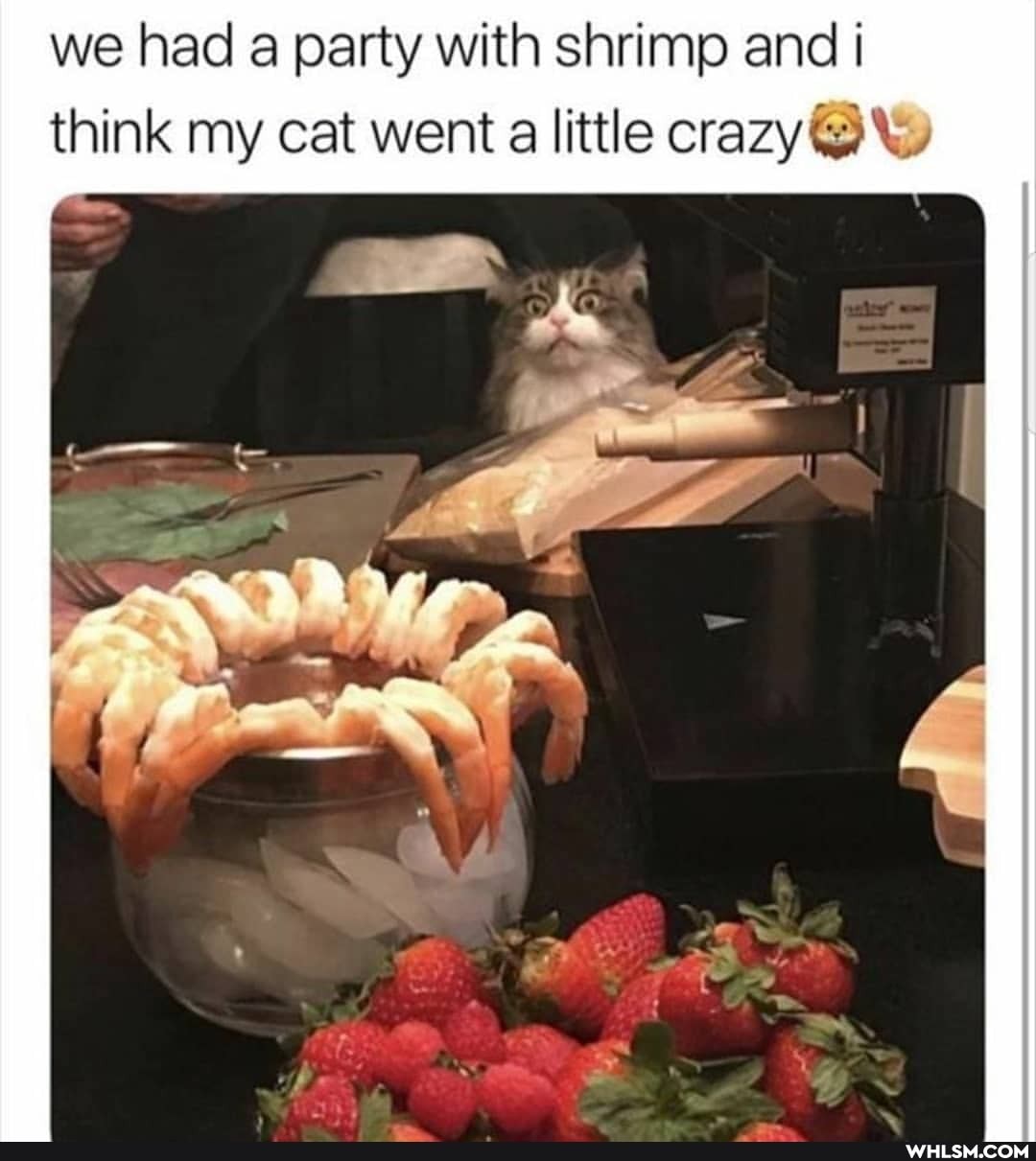 we had a party with shrimp and I think my cat went a little