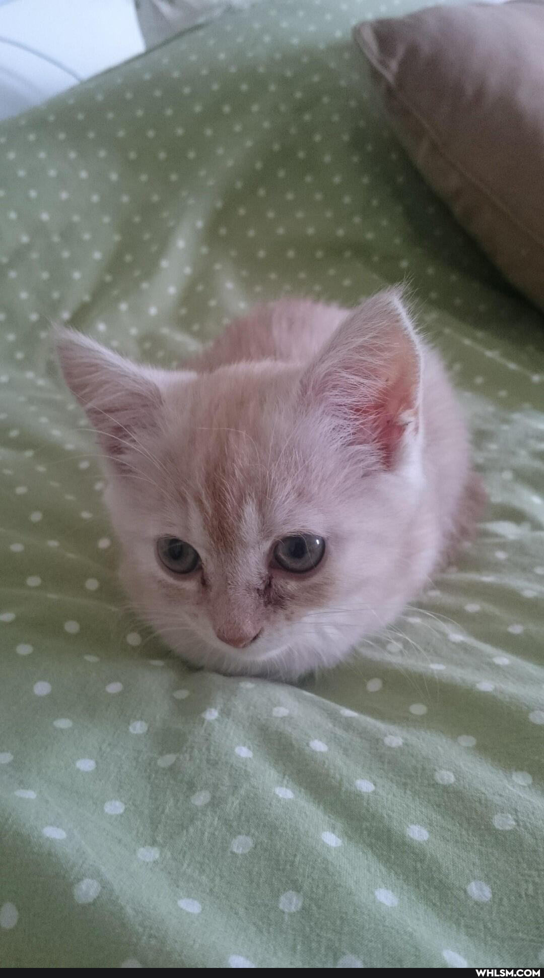 cat, kitten, baby_animals