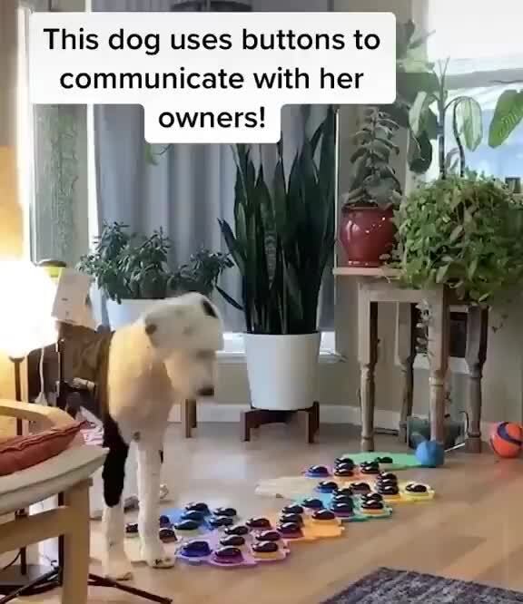 This dog uses buttons to communicate with her )