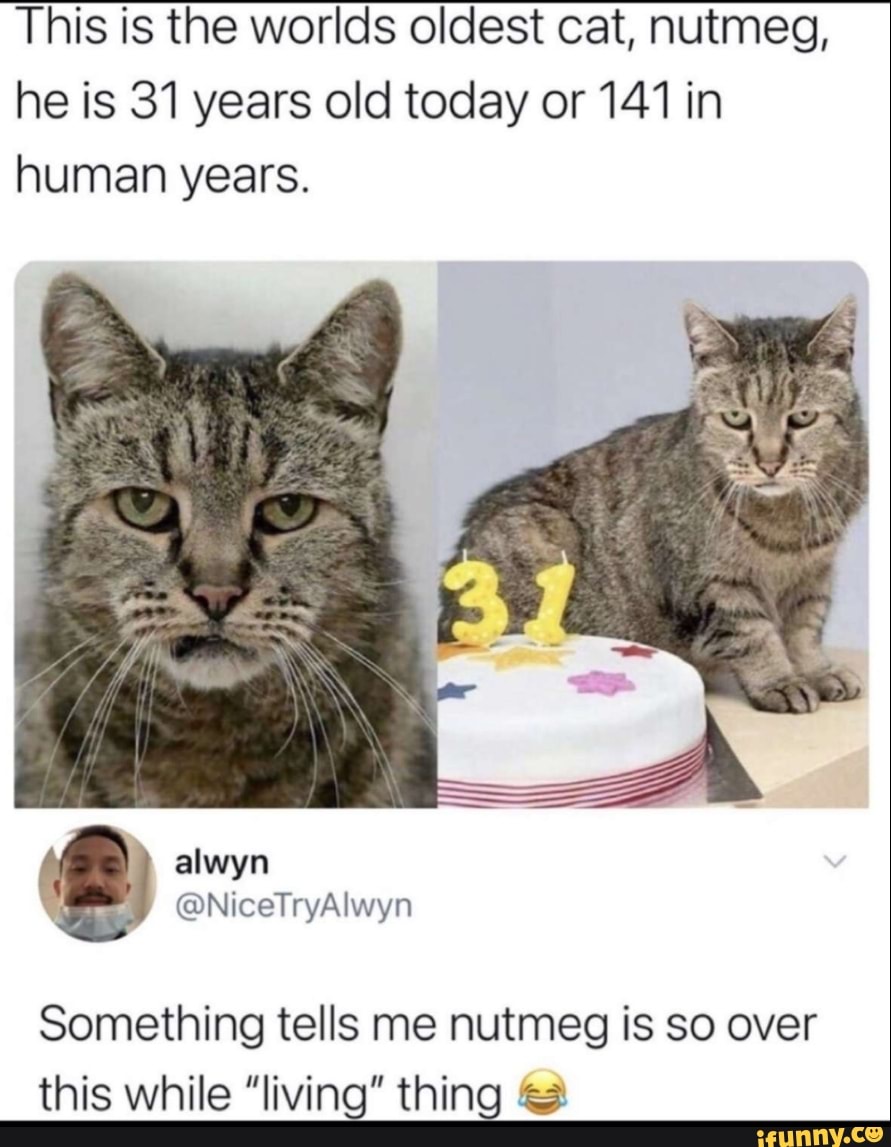 This is the worlds oldest cat, nutmeg, he is 31 years old today or 141 in human years.
Something tells me nutmeg is so over this while "living" thing