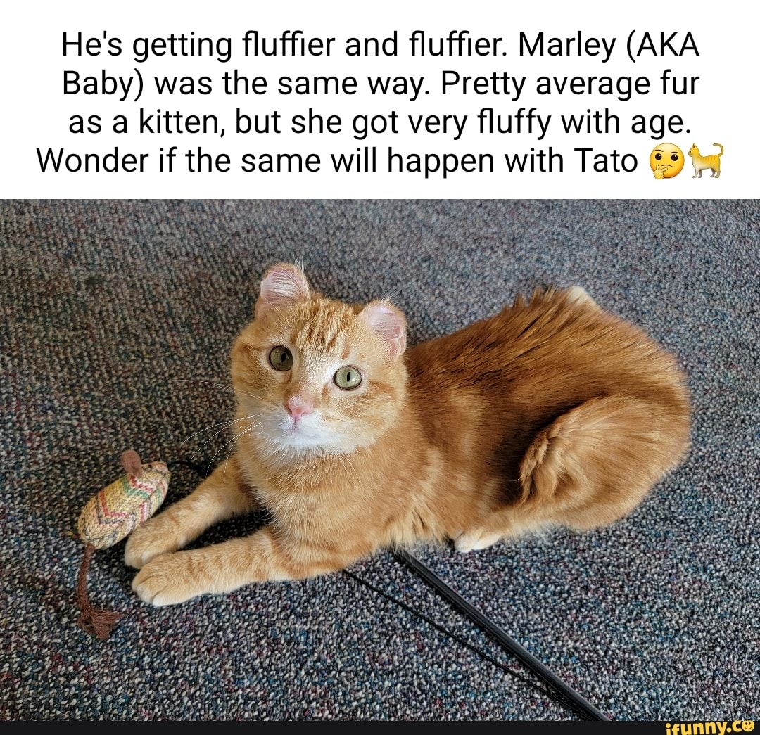 He's getting fluffier and fluffier. Marley (AKA Baby) was the same way