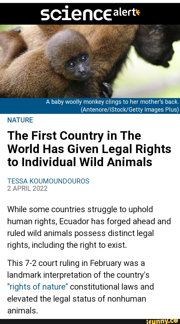 Sciencealert A baby woolly monkey clings to her mother's back Images