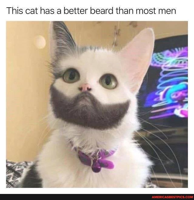 This cat has a better beard than most men