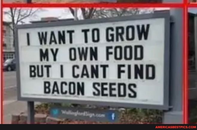 WANT TO GROW OWN FOOD BUT I CANT FIND
BACON SEEDS