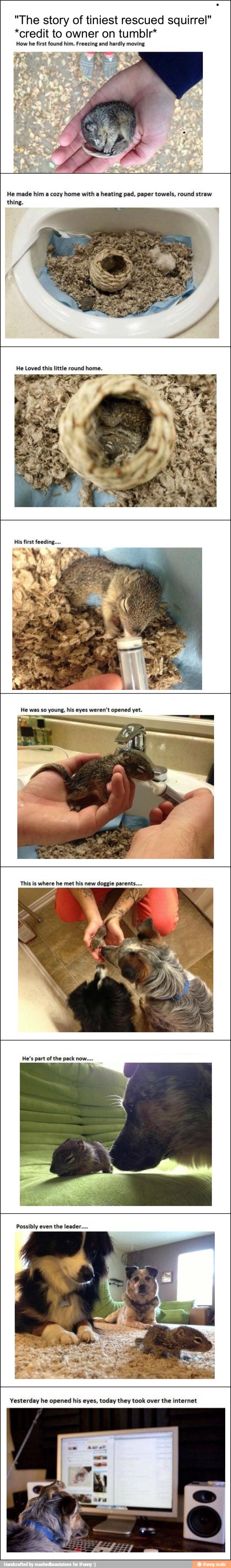 "The story of tiniest rescued squirrel"
*credit to owner on tumblr*
How he first found him. Freezing and hardly moving
He made him a cozy home with a heating pad, paper towels, round straw
thing.