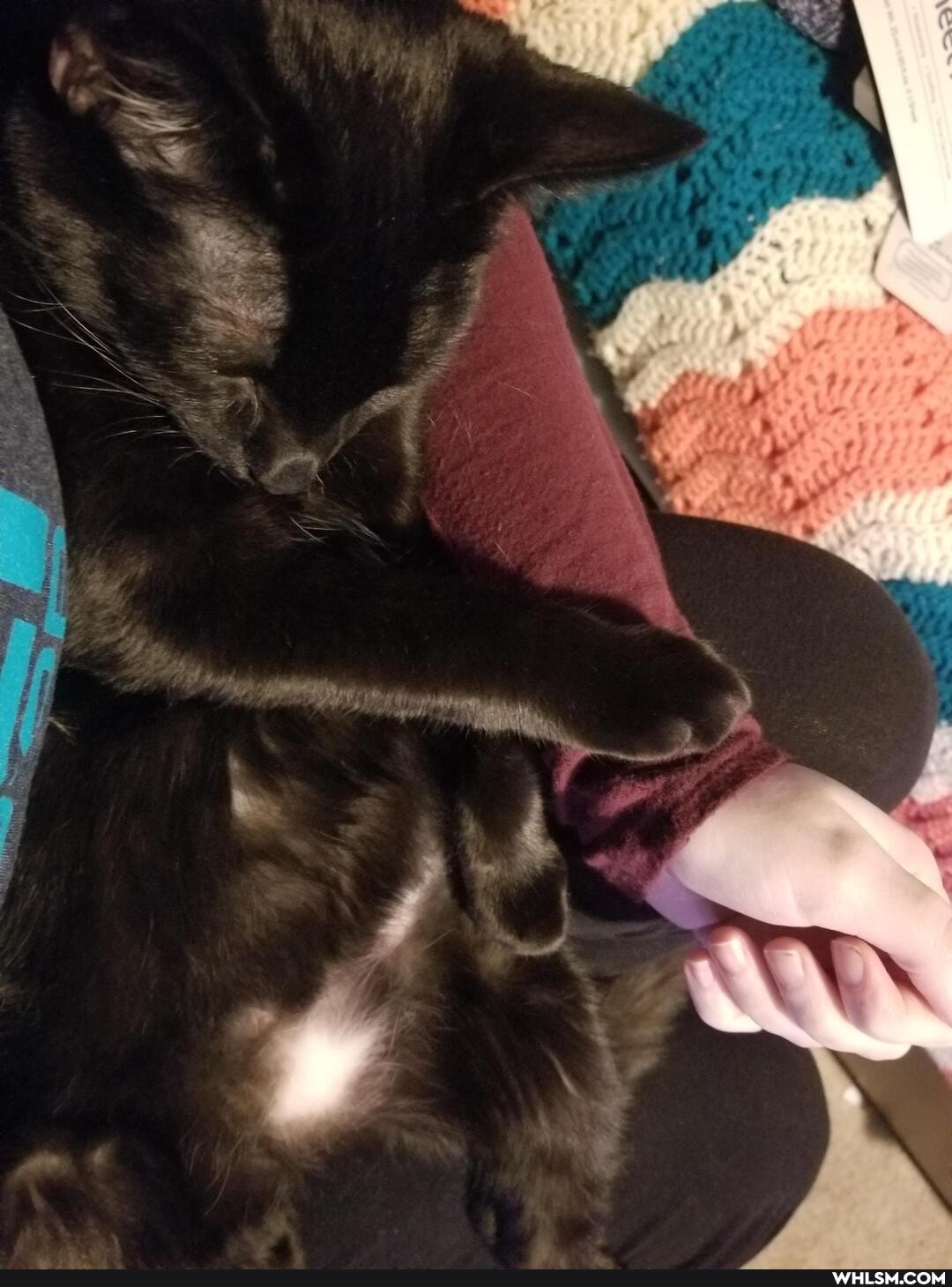 caturday, aww, cat