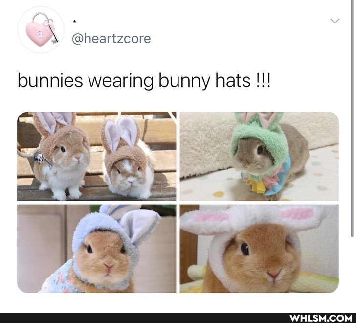 la
\A @heartzcore
bunnies wearing bunny hats
JAY