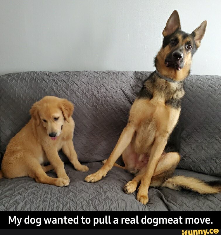 hid
My dog wanted to pulla
real
dogmeat move. - My dog wanted to pull a real dogmeat move.