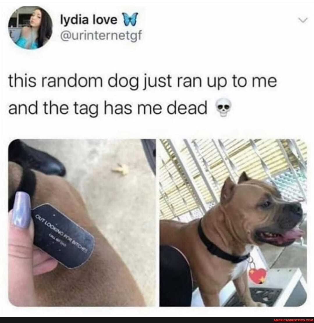 love
this random dog just ran up to me and the tag has me dead