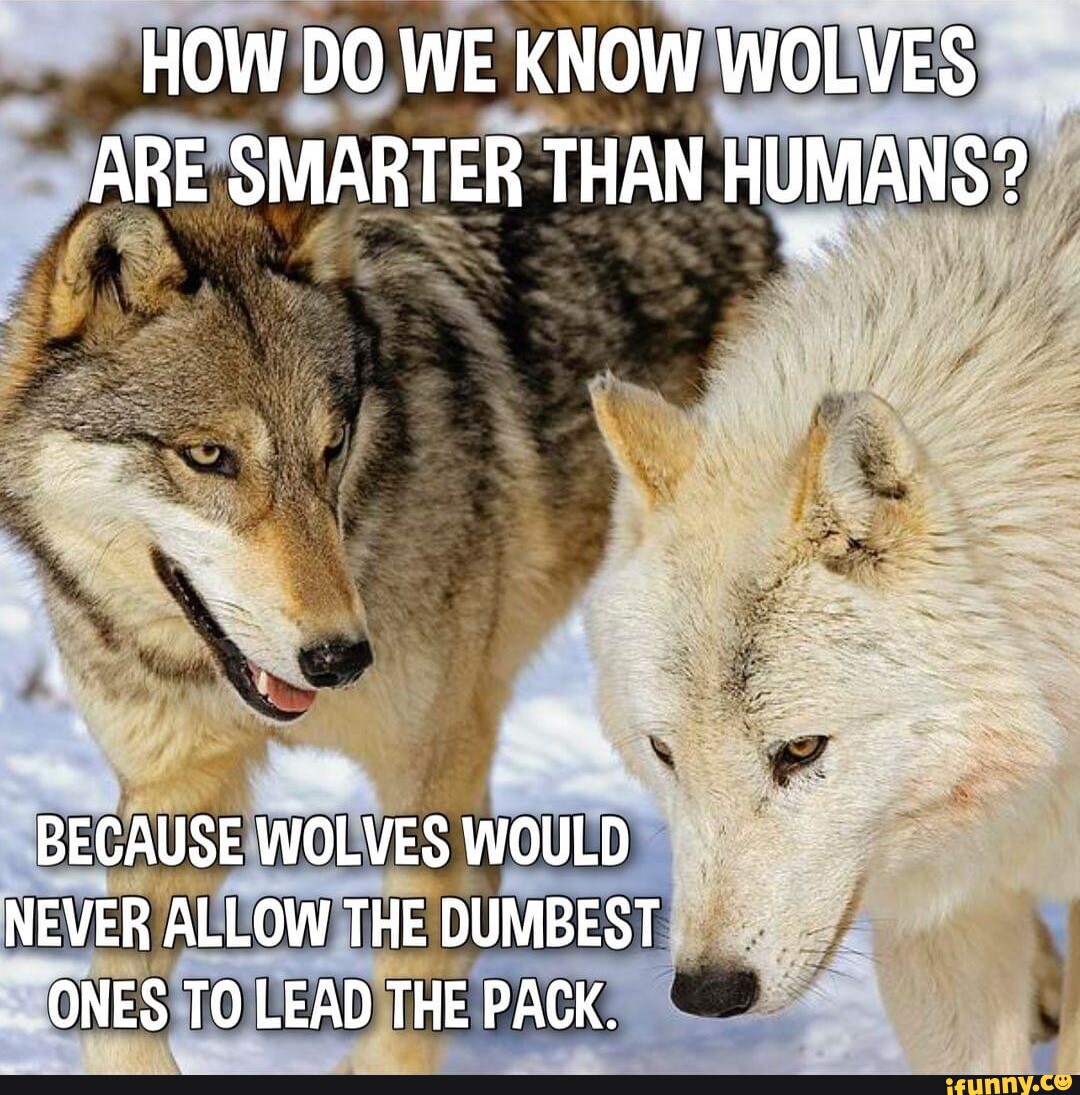 HOW DO WE KNOW WOLVES ARE SMARTER THAN HUMANS? BECAUSE WOLVES WOULD ...