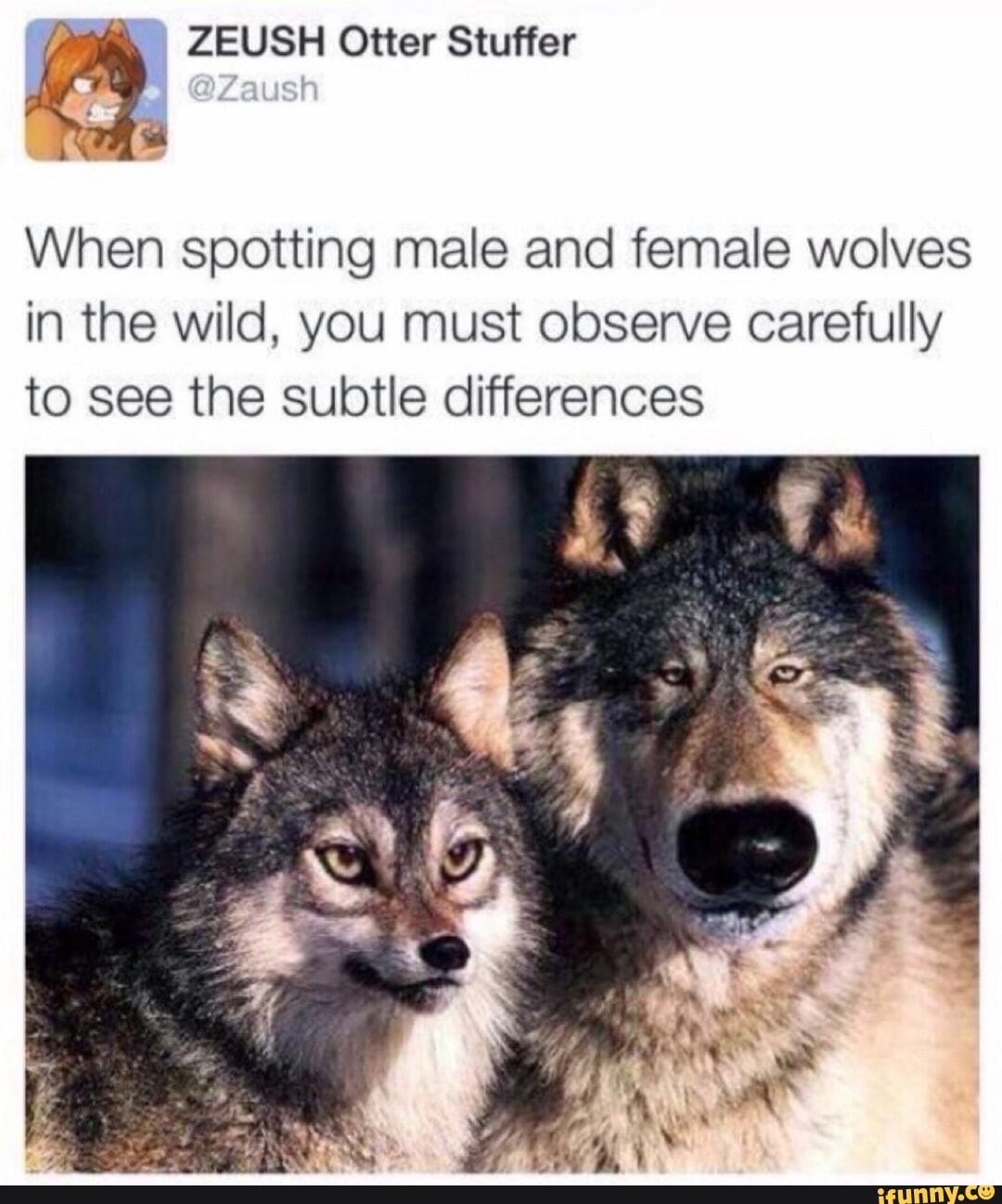 When spotting male and female wolves in the wild, you must observe