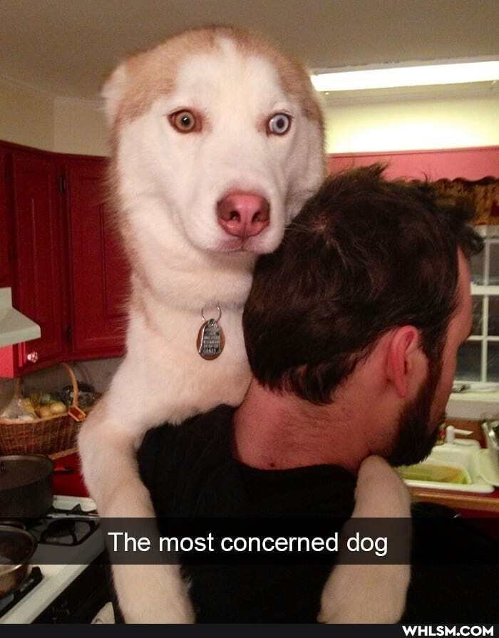 The most concerned dog
al