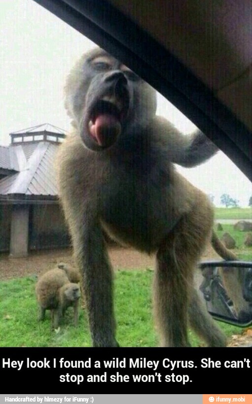 Hey look I found a wild Miley Cyrus. She can't
stop and she won't stop. - Hey look I found a wild Miley Cyrus. She can't stop and she won't stop.
