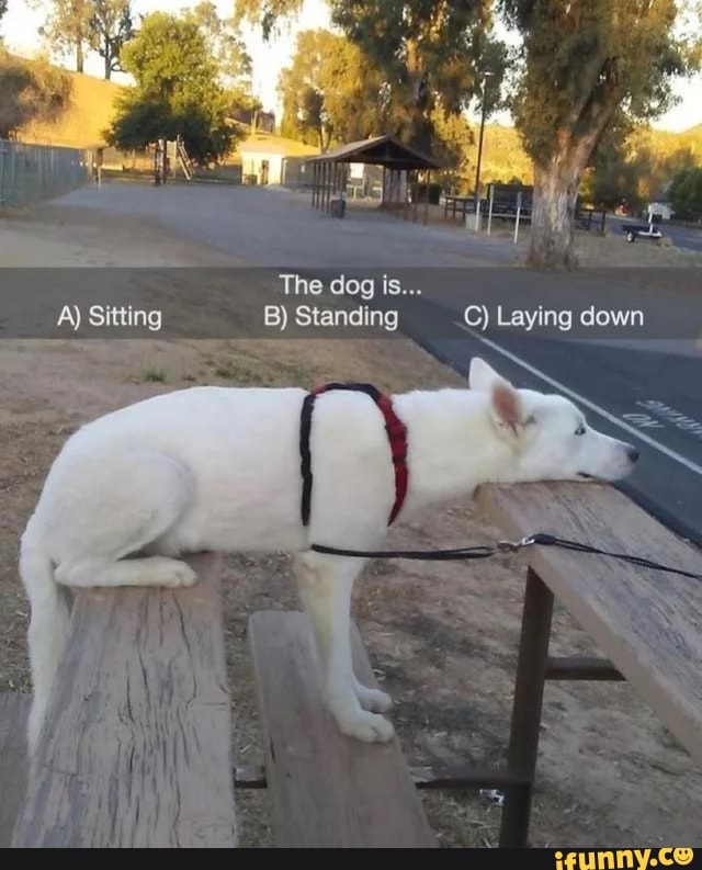 The Dog Is... A) Sitting B) Standing C) Laying Down - IFunny