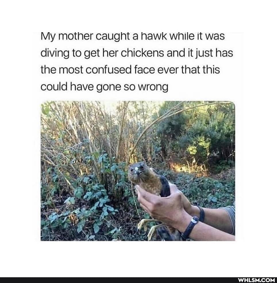 My mother caught a hawk while it was diving to get her chickens and it just has the most confused face ever that this could have gone so wrong