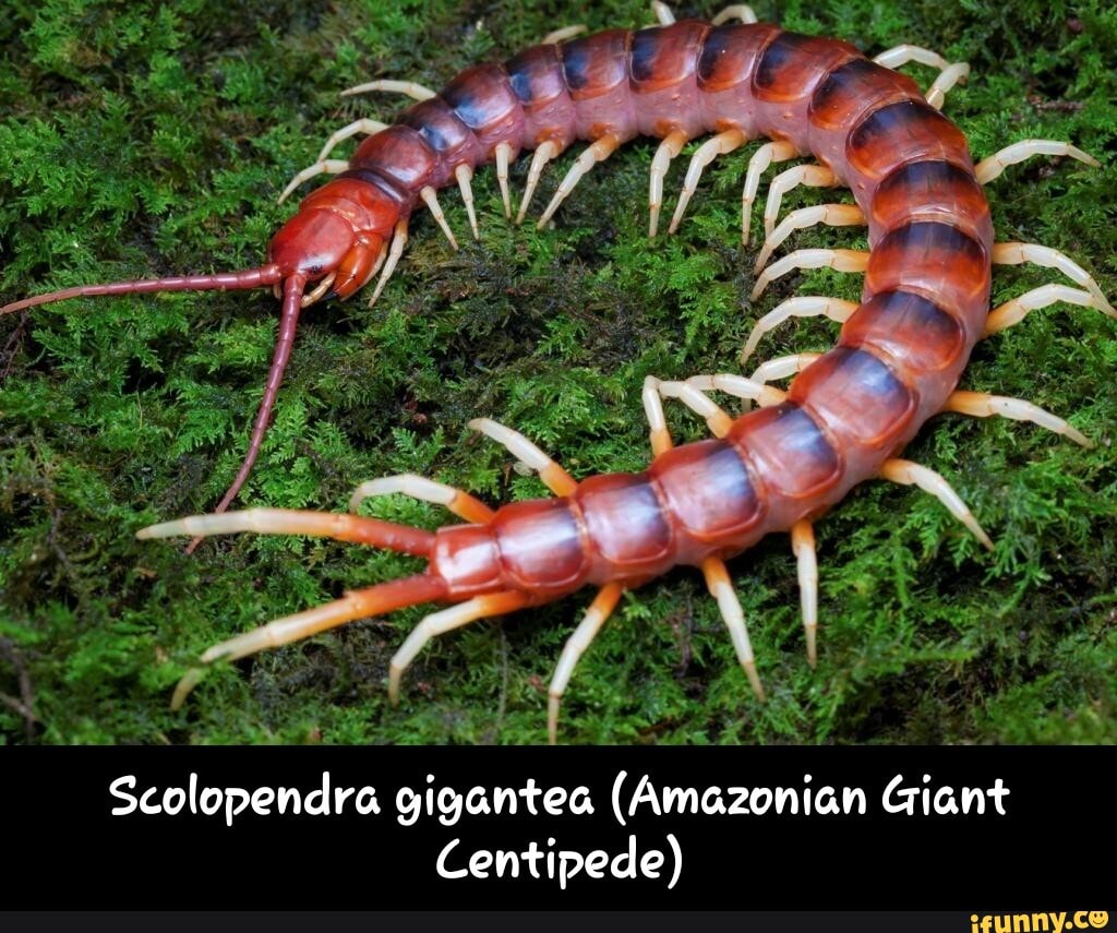 Сколопендра. Мадагаскарская сколопендра. Amazonian giant Centipede. Сколопендра хайнанум.