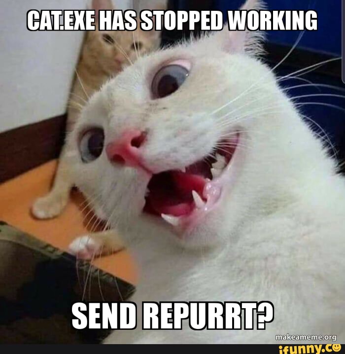 Catexe Memes Best Collection Of Funny Catexe Pictures On Ifunny
