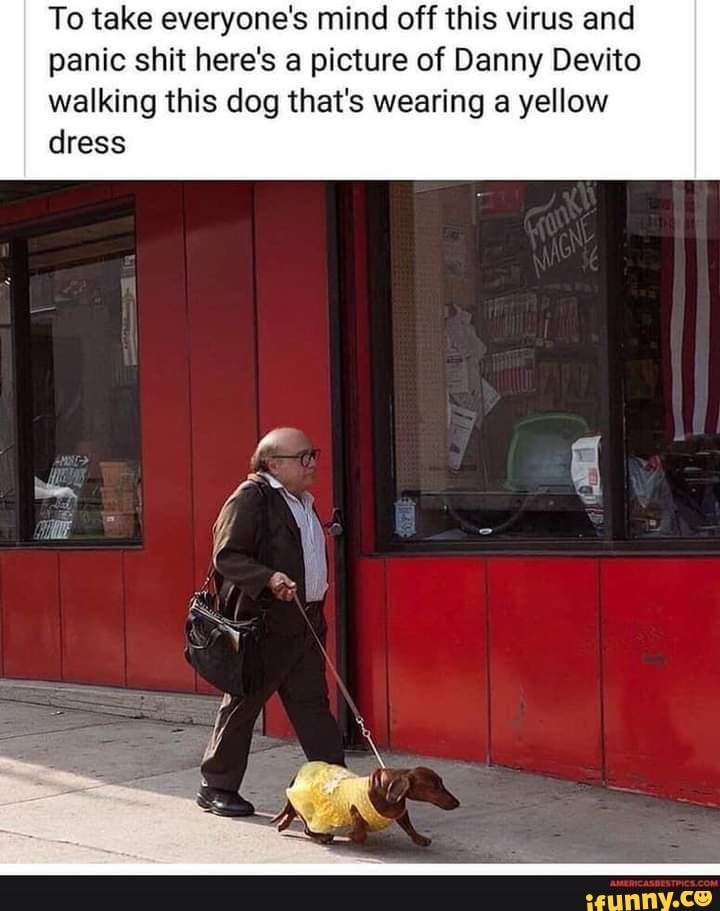To take everyone's mind off this virus and panic shit here's a picture of Danny Devito walking this dog that's wearing a yellow dress