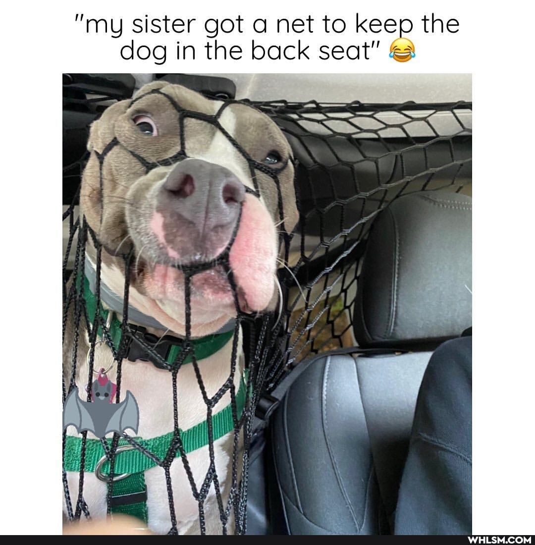"my sister got a net to keep the dog in the back seat"