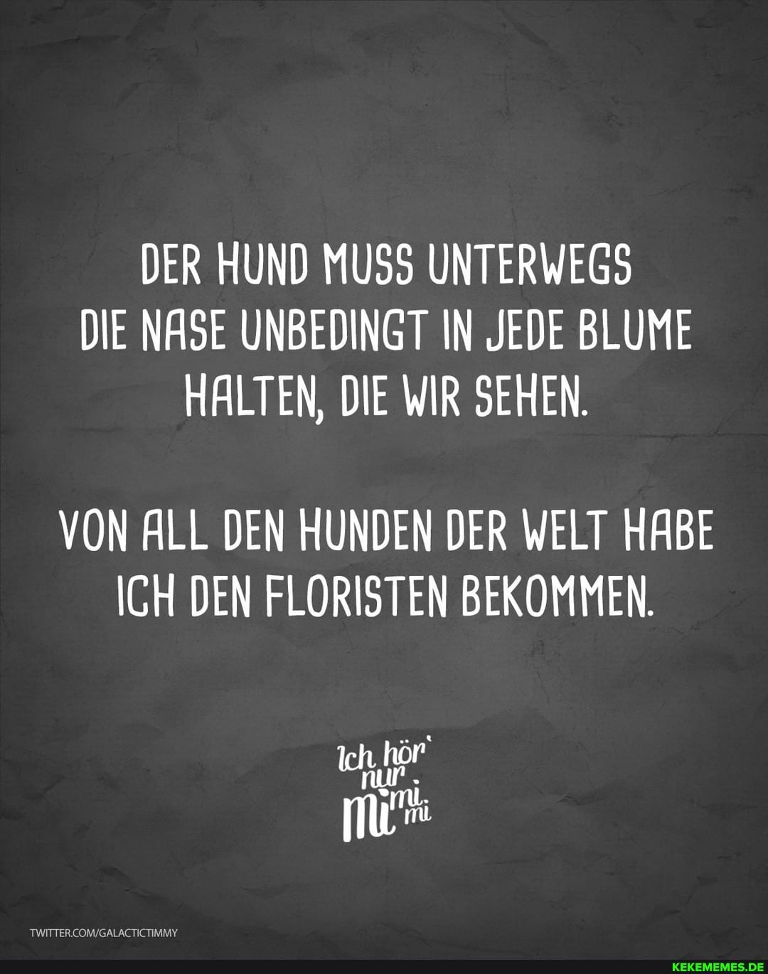 DER HUND MUSS UNTERWEGS DIE NASE UNBEDINGT IN JEDE BLUME HALTEN, DIE WIR SEHEN.
VON ALL DEN HUNDEN DER WELT HABE ICH DEN FLORISTEN BEKOMMEN.