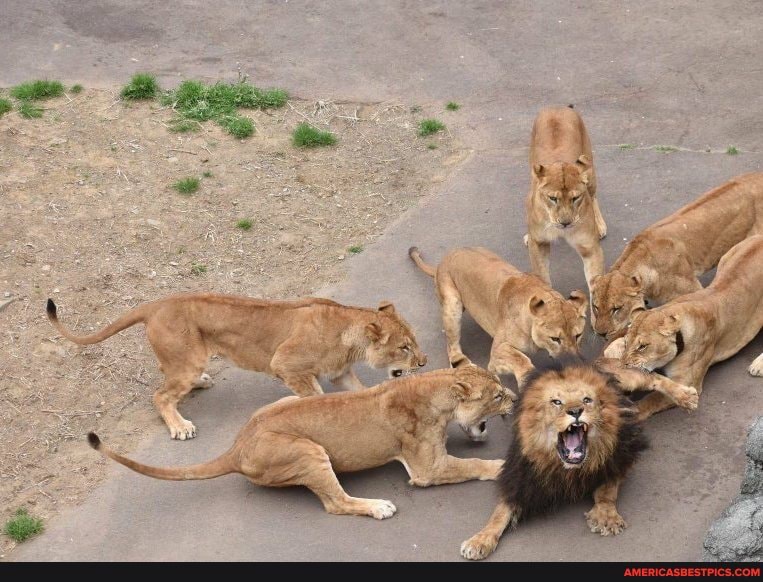 think, lion, did, make, females, mad, fe