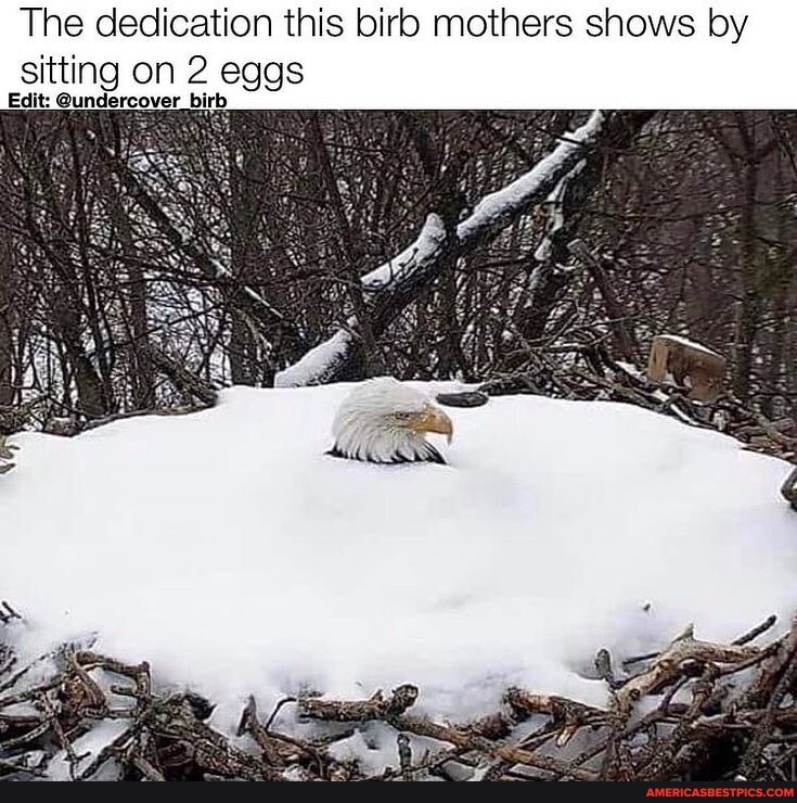 The dedication this birb mothers shows by sitting on 2 eggs
Edit: rt