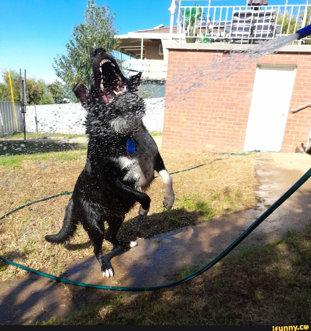 Water_hose memes. Best Collection of funny Water_hose pictures on iFunny