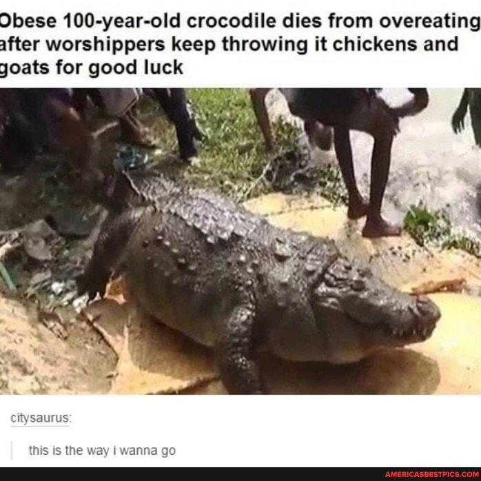 Obese 100-year-old crocodile dies from overeating after worshippers keep throwing it chickens and yoats for good luck
citysaurus
this is the way i wanna go