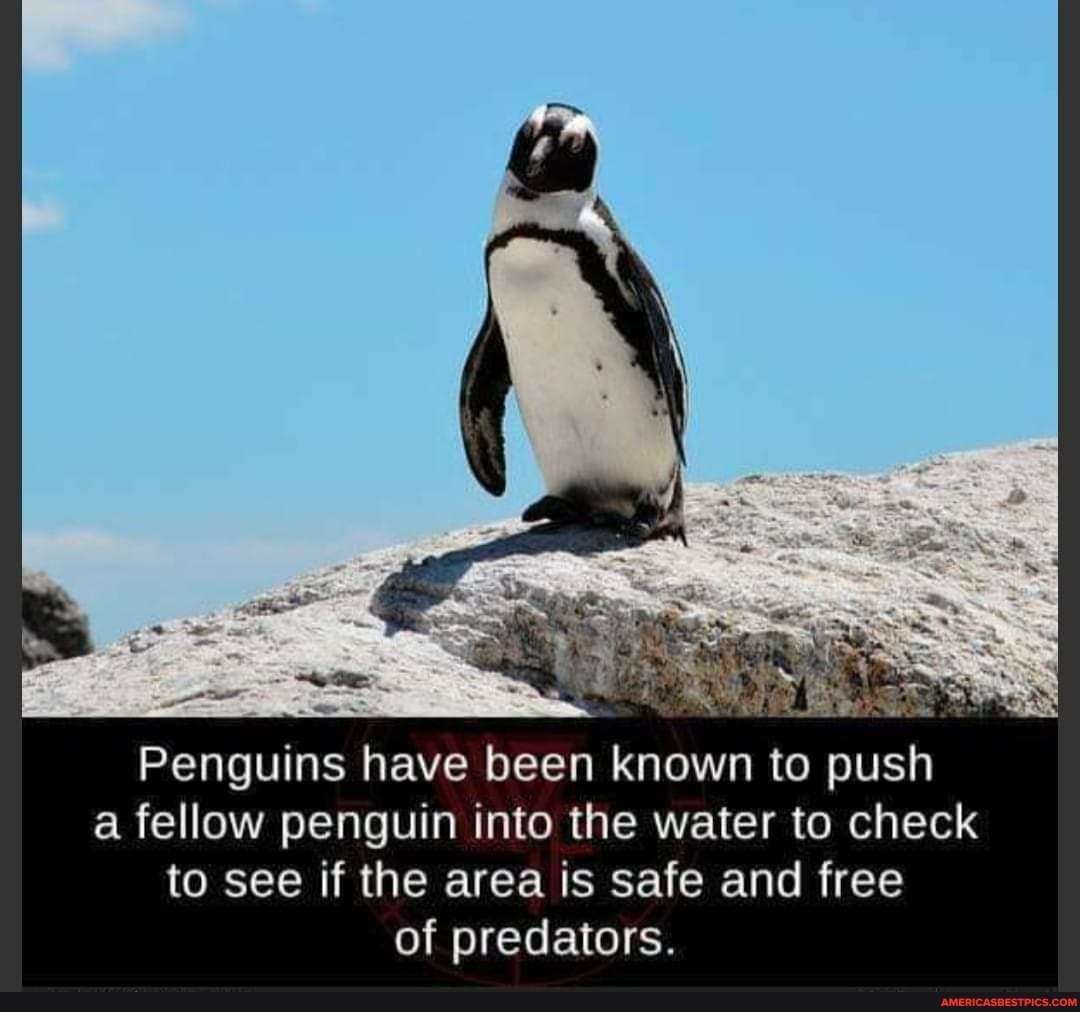 Penguins have been known to push a fellow penguin into the water to check to see if the area is safe and free of predators.