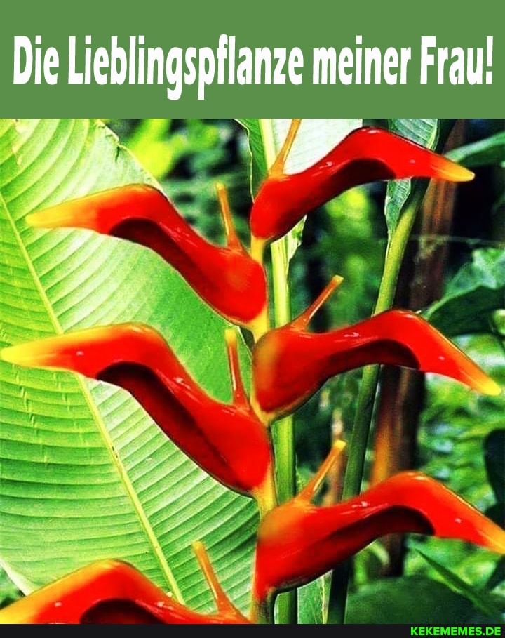 Die Lieblingspflanze meiner Frau!