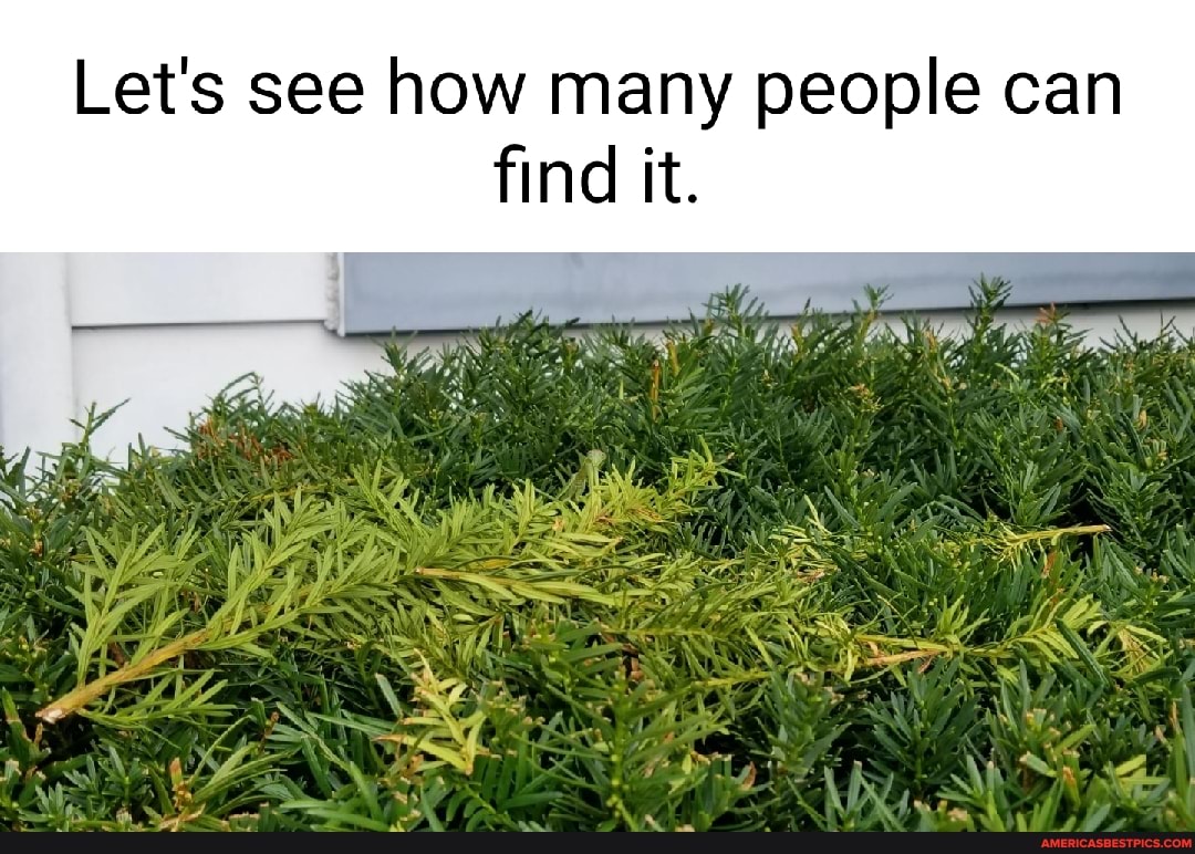 Let's see how many people can find it.