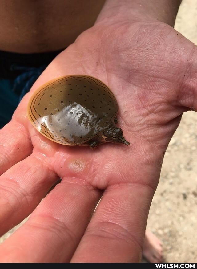 turtles