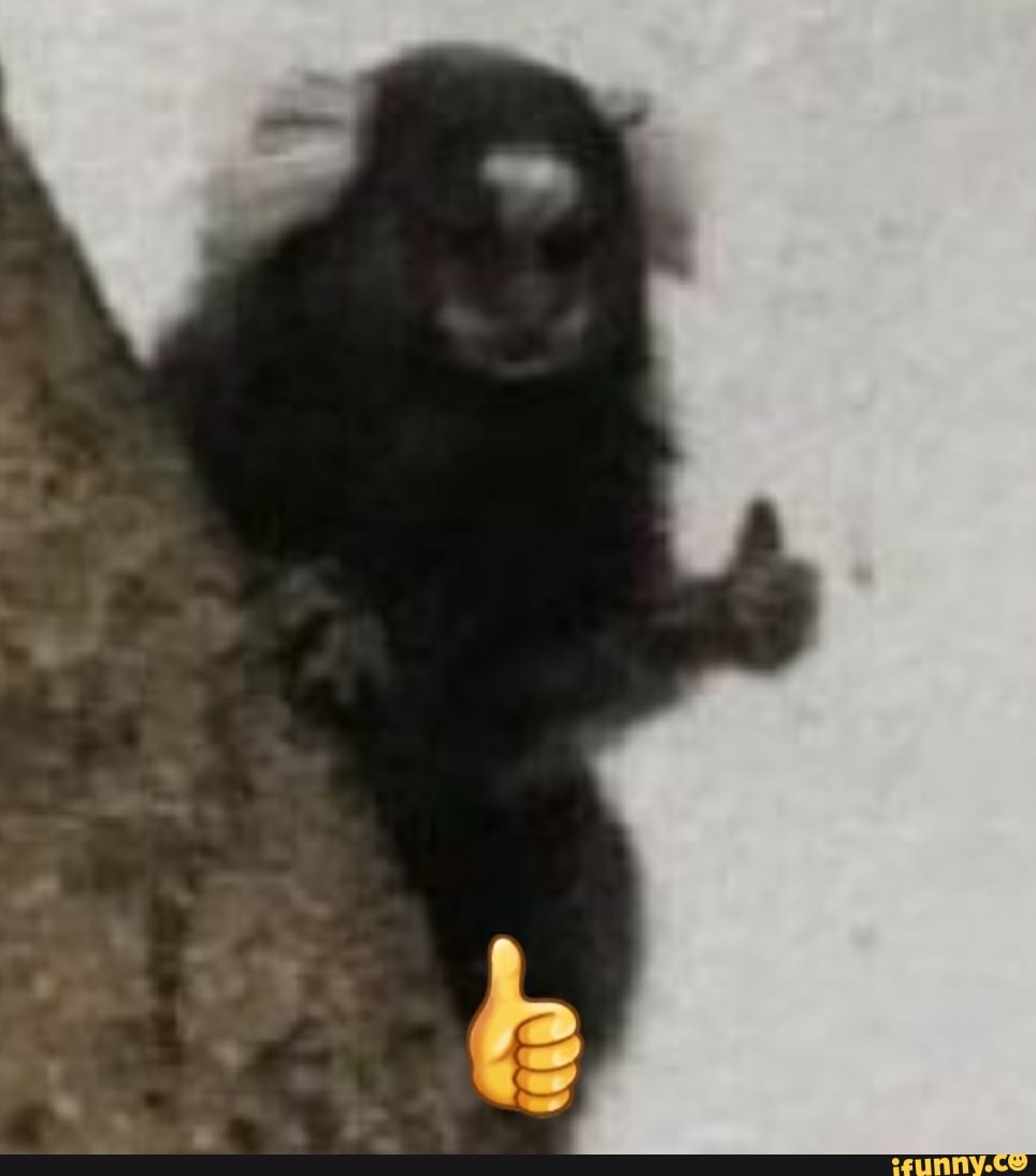 monke, monkey, macaco, mamaco, macacos