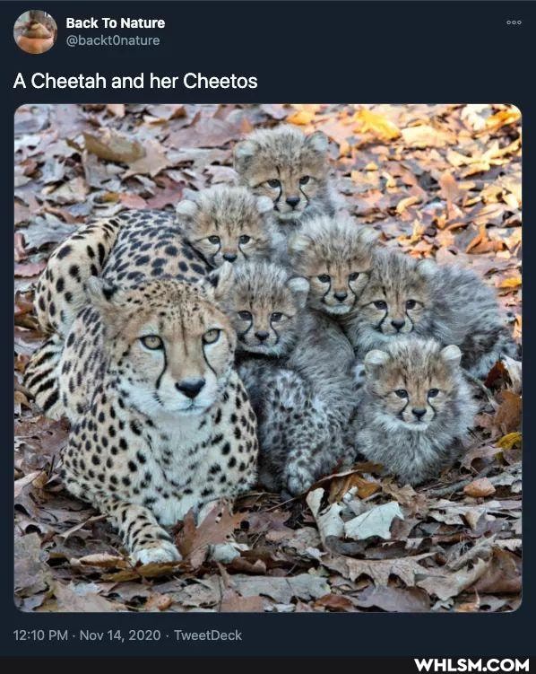 Rack To Nature
A Cheetah and her Cheetos
AA