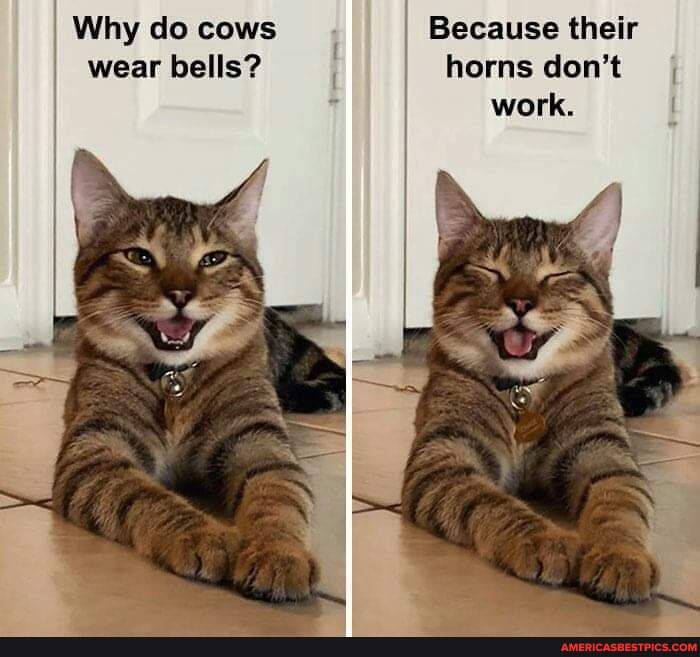 Why do cows Because their wear bells? horns don't work. America’s