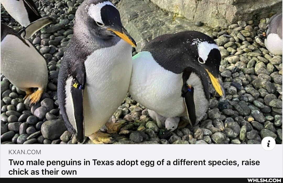 Two male penguins in Texas adopt egg of a different species, raise
thair nan