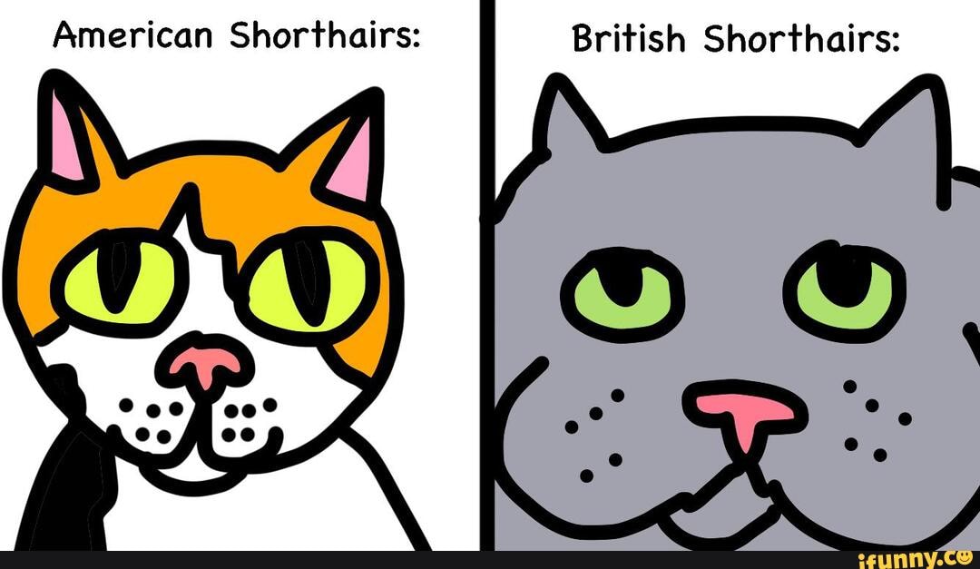 American Shorthairs British Shorthairs iFunny