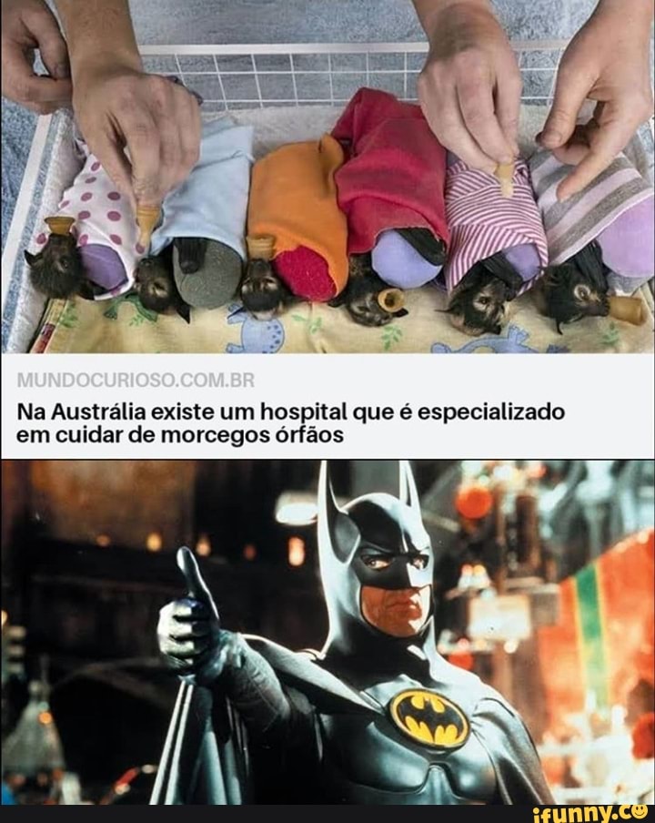 Na Austrália existe um hospital que é especializado
em cuidar de morcegos órfãos