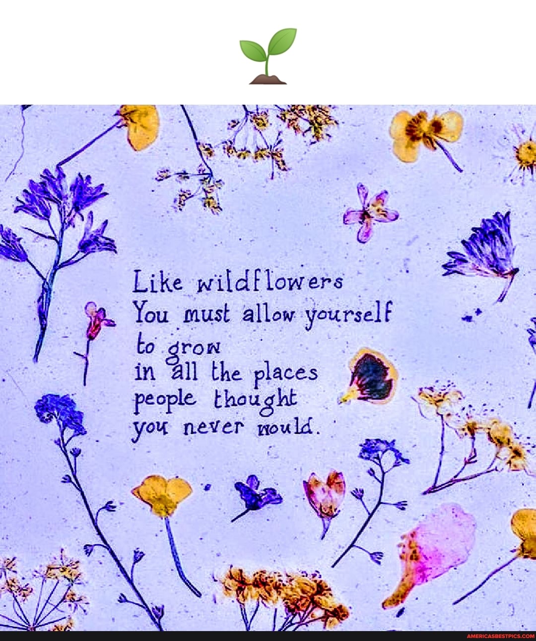 af
. Pe
Like wildflowers
You to must allow yourself in il the places
people. thought you never rould.