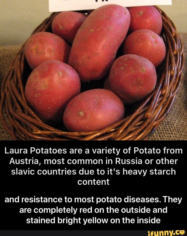 Laura Potatoes are a variety of Potato from
Austria, most common in Russia or other slavic countries due to it's heavy starch
content
and resistance to most potato diseases. They are completely red on the outside and stained bright yellow on the inside - and resistance to most potato diseases. They are completely red on the outside and stained bright yellow on the inside