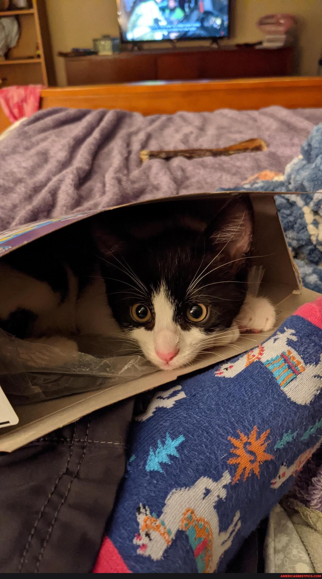 trying, snack, cereal, kitten, does