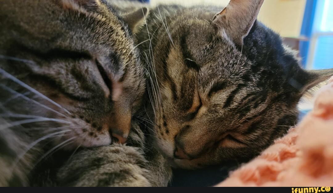 Snuggly cat tax Edit Oh Lord! My bubble guts made most viral. Thanks y