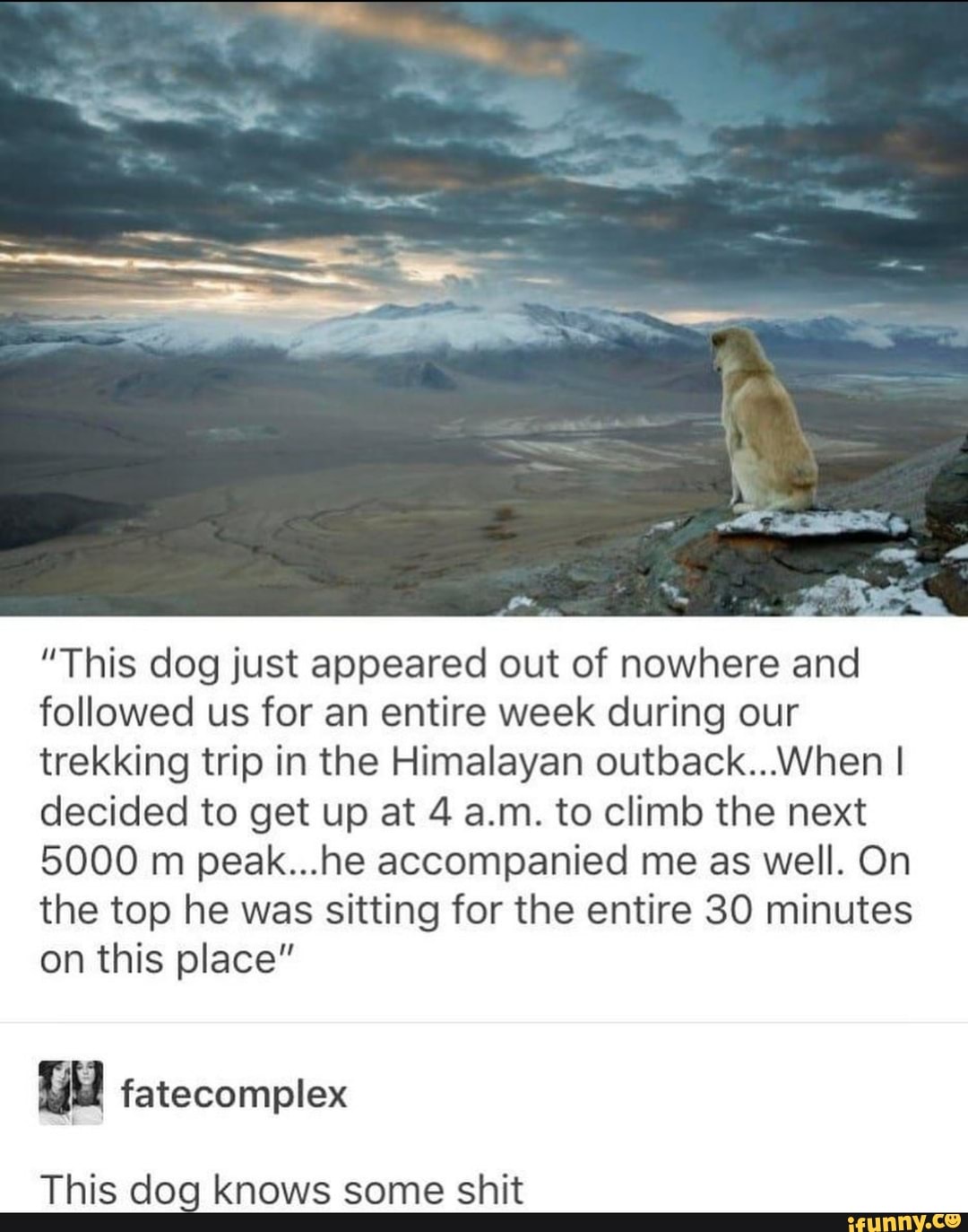 "This dog just appeared out of nowhere and
followed us for an entire week during our
trekking trip in the Himalayan outback...When I
decided to get up at 4 a.m. to climb the next
5000 m peak...he accompanied me as well. On
the top he was sitting for the entire 30 minutes
on this place"
This dog knows some shit