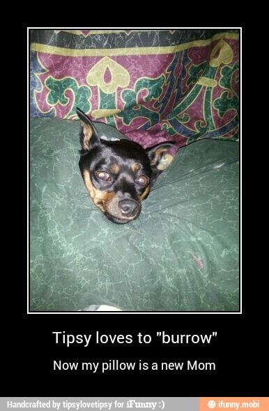 Tipsy loves to "burrow"
Now my pillow is anew Mom - Tipsy loves to "burrow"
Now my pillow is a new Mom