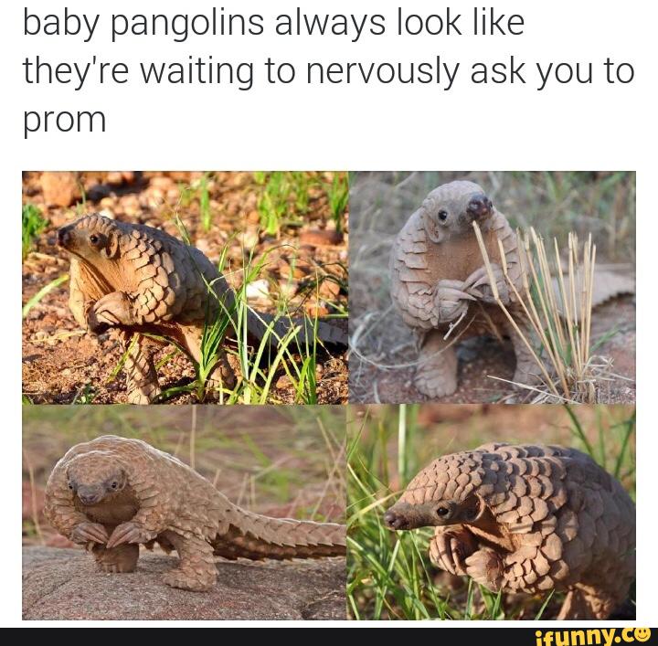 baby pangolins always look like
they're waiting to nervously ask you to